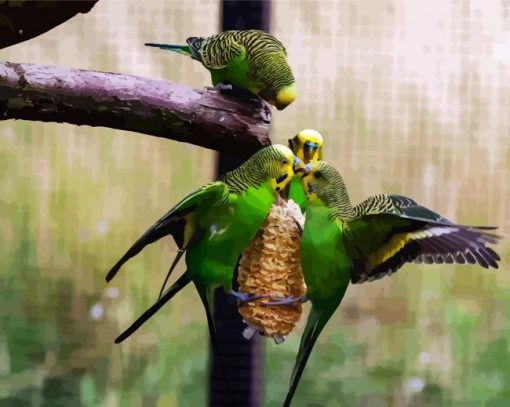 Budgerigar Birds paint by number