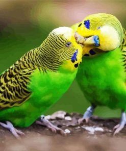 Budgerigar Couple paint by number