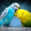 Budgerigar Lovers paint by number