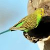 Budgerigar On Tree paint by numbers