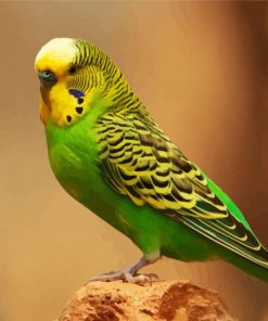 Budgerigar Parakeet paint by numbers