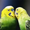 Budgerigars In Love paint by numbers