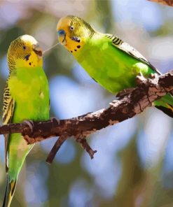 Budgerigars On A Branch paint by numbers