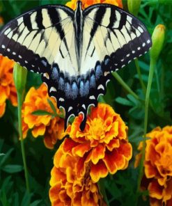 Butterfly On Marigolds paint by numbers