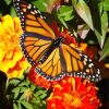 Butterfly On Marigolds paint by numbers