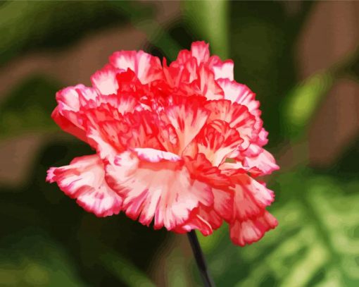 Carnations Flowers paint by numbers