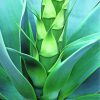 Close Up Agave paint by numbers