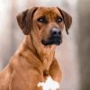 Closeup Rhodesian Ridgeback paint by numbers