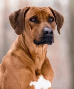 Closeup Rhodesian Ridgeback paint by numbers