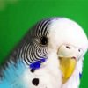 Close Up Budgerigar paint by number