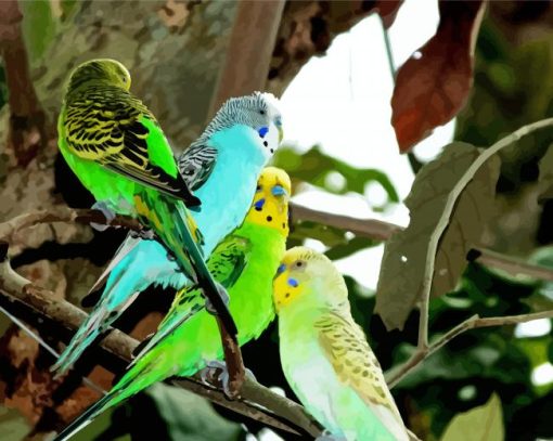 Colorful Budgerigars Birds paint by number