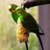 Colorful Budgerigars paint by number