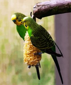 Colorful Budgerigars paint by number