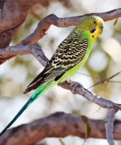 Colorful Parakeet Budgerigar Bird paint by number