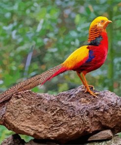 Colorful Pheasant paint by number