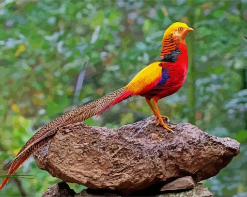 Colorful Pheasant paint by number