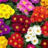 Colorful Primroses paint by numbers