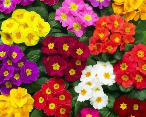 Colorful Primroses paint by numbers