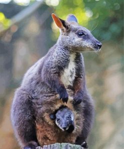 Cool Wallaby Animal paint by numbers