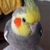 Cute Cockatiel Bird paint by numbers