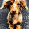 Cute Doxie Daschsund paint by number