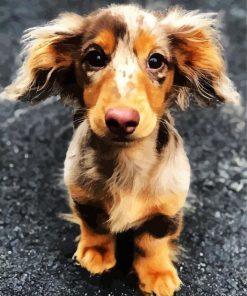 Cute Doxie Daschsund paint by number