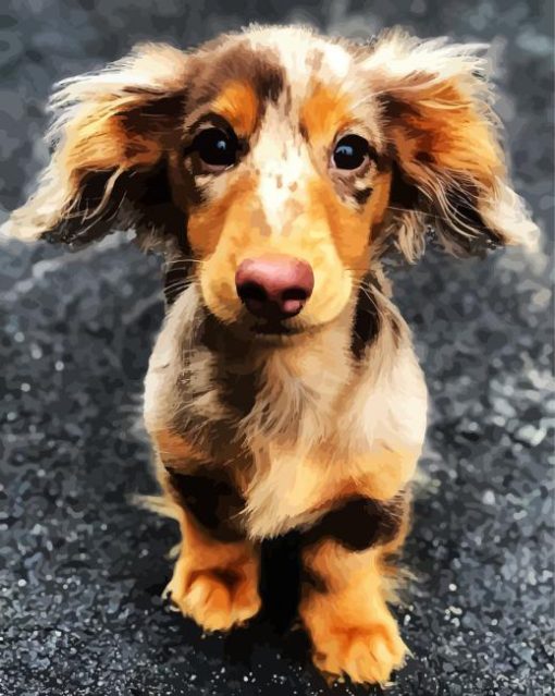 Cute Doxie Daschsund paint by number