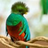 Cute Quetzal paint by numbers