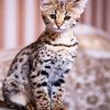 Cute Savannah Cat Animal paint by number