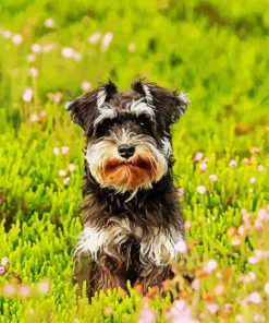 Cute Schnauzer paint by numbers