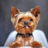 Cute Yorkshire Terrier paint by numbers