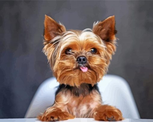 Cute Yorkshire Terrier paint by numbers