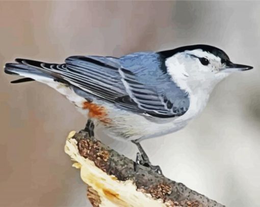 Cute Nuthatch paint by numbers