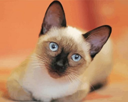 Cute Siamese Cat paint by number