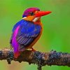 Dwarf Kingfisher paint by numbers