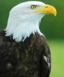 Eagle Bird Aquila paint by numbers