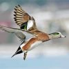 Flying Wigeon paint by numbers