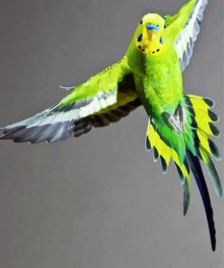 Flying Budgerigar paint by number