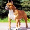 Golden American Staffordshire Terrier Dog paint by numbers