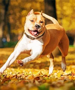 Golden American Staffordshire Terrier Dog paint by numbers