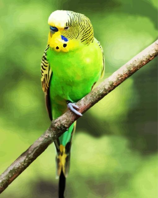 Green Parakeet Budgerigar paint by numbers