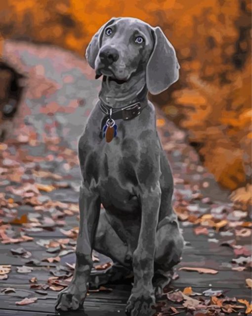 Grey Weimaraner Puppy paint by numbers