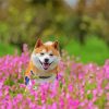 Happy Shiba Inu paint by number