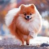 Happy Pomeranian paint by number