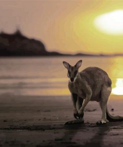 Kangaroo In Queensland Beach At Sunset paint by number