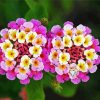 Lantanas Flowers paint by number