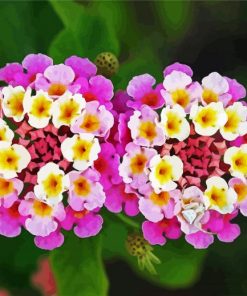 Lantanas Flowers paint by number