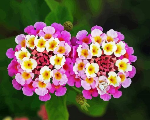 Lantanas Flowers paint by number