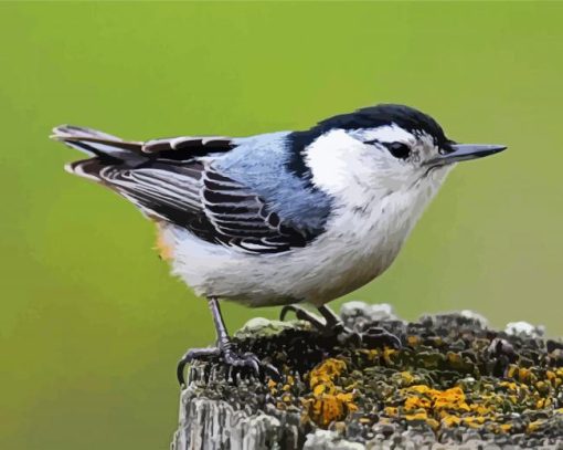 Lonely Nuthatch paint by number