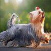 Long Hair Yorkshire Terrier paint by number